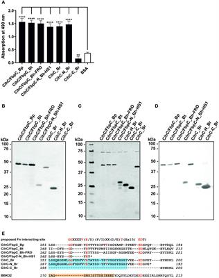 Multifunctional interaction of CihC/FbpC orthologs of relapsing fever spirochetes with host-derived proteins involved in adhesion, fibrinolysis, and complement evasion